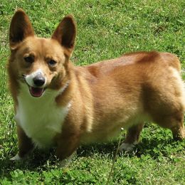 Lola - Pembroke Welsh Corgi