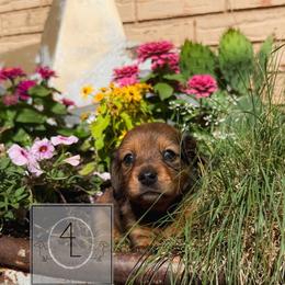 Willow - Dapple female Dachshund puppy in Erick, Oklahoma from 4-L Backyard Dach