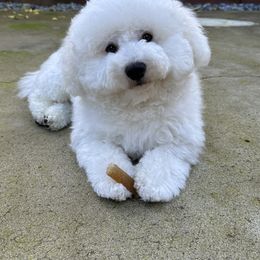 Bichon Frise Puppies from Charming Bichons