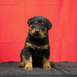Red - Black and rust female Beauceron puppy in Batavia, New York from Oakland Beaucerons