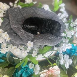 Ripely - Black female Cavapoo puppy in Quitman, Mississippi from P&D Palace