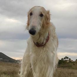 Borzois from Houston Borzoi