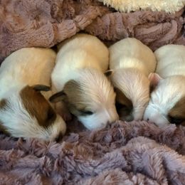 Jack Russell Terrier Puppies from Shavano Creek Jack Russell Terriers, LLC