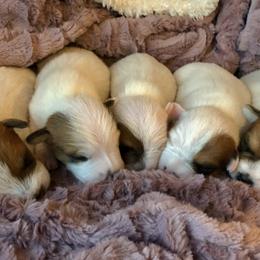 Jack Russell Terrier Puppies from Shavano Creek Jack Russell Terriers, LLC