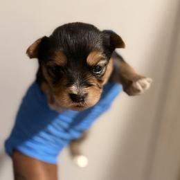 Boy 2 - Parti male Yorkshire Terrier puppy in Lumberton, North Carolina from Shaquitta's Yorkshire Terriers
