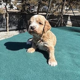 Virgil - Buff Cockapoo puppy in Sheridan, Missouri from Shepherdsfold’s Cockapoos
