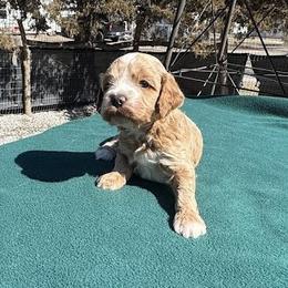 Virgil - Buff Cockapoo puppy in Sheridan, Missouri from Shepherdsfold’s Cockapoos