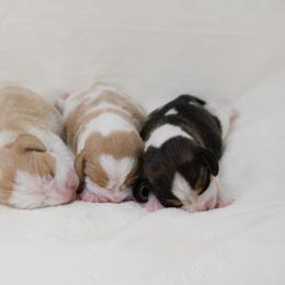Beagle Puppies from BEARs Beagles
