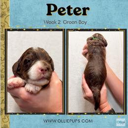 Peter (Green boy) - Tri-color male Bernedoodle puppy in Boiling Springs, South Carolina from OlliePups, LLC