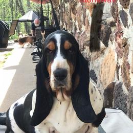 Gette - Basset Hound