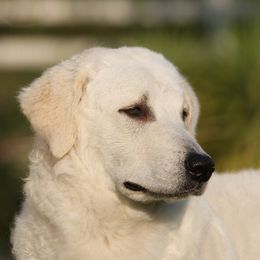 Kuvasz All Grown Up from Nila Kuvasz