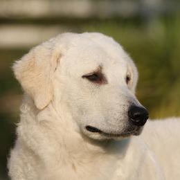 Kuvasz All Grown Up from Nila Kuvasz