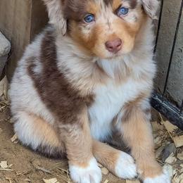 Amberjack - Australian Shepherd puppy from Sandy Aussies & Pomeranians