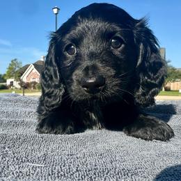 Tye - Black male Dachshund puppy in Denham Springs, Louisiana from Pruitt Pups