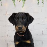 Goji Berry - Black and rust male Beauceron puppy in Seattle, Washington from SilverStruck Kennels