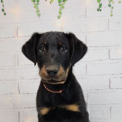 Goji Berry - Black and rust male Beauceron puppy in Seattle, Washington from SilverStruck Kennels