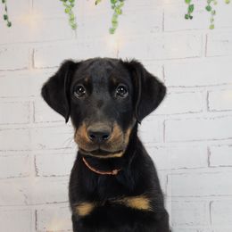 Goji Berry - Black and rust male Beauceron puppy in Seattle, Washington from SilverStruck Kennels