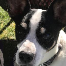 Rat Terriers from Pets Are Priceless Ratties