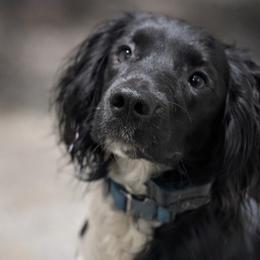 English Springer Spaniels from Schae Berg