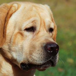 Ryker - Labrador Retriever
