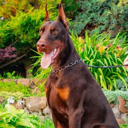 Yanix - Red and rust male Doberman Pinscher puppy in China Township, Michigan from Snell's Superior Kennel Dobermann & GSP