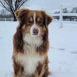 Bo - Aussiedoodle