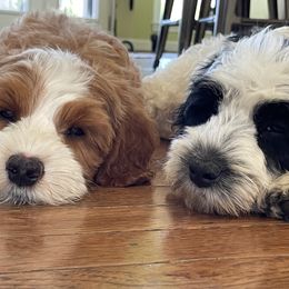 Australian Labradoodle Puppies from Wild Daisy Labradoodles