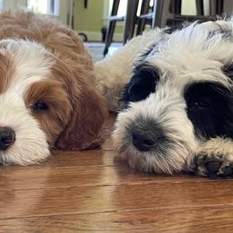 Australian Labradoodle Puppies from Wild Daisy Labradoodles
