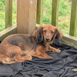 Hina - Red female Dachshund puppy in Pelion, South Carolina from Doitsujin Dachshunds