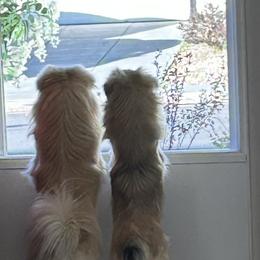 Tibetan Spaniels from Snowpine Ranch