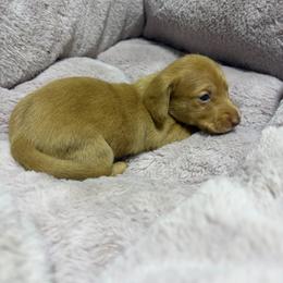 Pistachio - Dapple male Dachshund puppy in Sterling, Colorado from Country Chics Doxies