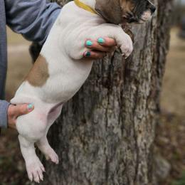 Girl 2 - Great Dane puppy in Augusta, Georgia from Gentry Farm Danes
