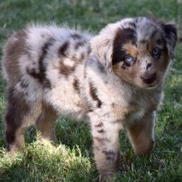 Farmall - Red merle male Miniature Australian Shepherd puppy in Evant, Texas from Lazy VT Bar Ranch