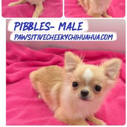 Pibbles - Cream and white male Chihuahua puppy in Williamsburg, Virginia from PAWSitive Cheeky Chihuahuas