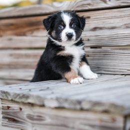 Buzz Lightyear - Black tri-color Australian Shepherd puppy in Nashville, North Carolina from Ethan's Aussies