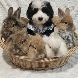 Girl 2 - Black and white female Bernedoodle puppy in Schertz, Texas from Kat's Teddydoodles