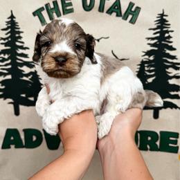 Ridge - Brown roan and tan male Cockapoo puppy in Bountiful, Utah from EasyBreezyDoodles