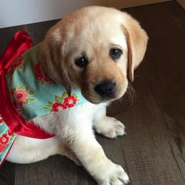 Labrador Retriever Puppies from Aiyer Brothers Labradors
