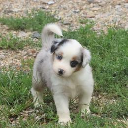 Pensieve Secret X Bolo - Blue merle male Miniature American Shepherd puppy in Tiskilwa, Illinois from First Harmony Farms