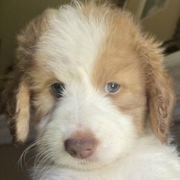 Cream - Parti female Assorted Doodle Crosses puppy in Fort Bend County, Texas from Tx Super Doodles
