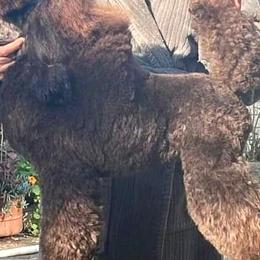 Finn - Poodle