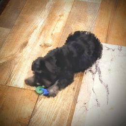 Miniature Schnauzer Puppies from A'Lord Miniature Schnauzer