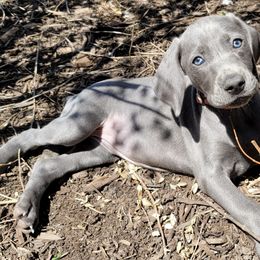 Weimaraners from Touch of Grey Weimaraners