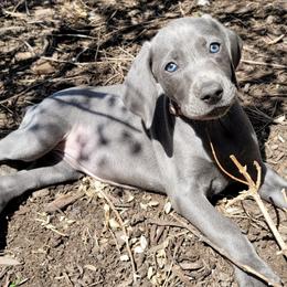 Weimaraners from Touch of Grey Weimaraners
