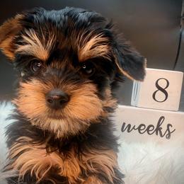 Boy 1 gizmo - Black and tan male Yorkshire Terrier puppy in Machesney Park, Illinois from Three Yorkie Family