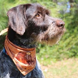 Stella - Wirehaired Pointing Griffon