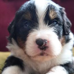 Avit - Tri-color male Bernedoodle puppy in Folsom, Louisiana from DoodlesFarmCo