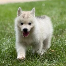 Cerberus - Gray and white male Siberian Husky puppy in Amery, Wisconsin from Sovereign Siberians