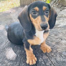 Jimmy - Black and cream male Dachshund puppy in Industry, Illinois from KDKs Kennels