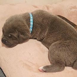 Light Blue Collar - Black brindle female Cane Corso puppy in Beaver Crossing, Nebraska from Blue River Cane Corso